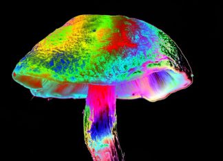 Descoperirea surprinzătoare a ciupercilor psihedelice: Două căi diferite pentru același efect magic 0 (0)