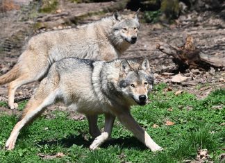 Lupii Europeni: Protejați, dar încă temători față de oameni 5 (2)