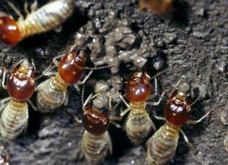 Fermierii subterani: Cum își protejează termitierii culturile de ciuperci de invazia buruienilor 5 (2)