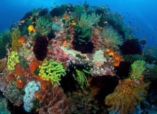 Triunghiul de Corali: Gigantul Subacvatic Asemănător Amazonului, Surprinzător de Rezistent la Schimbările Climatice 5 (1)