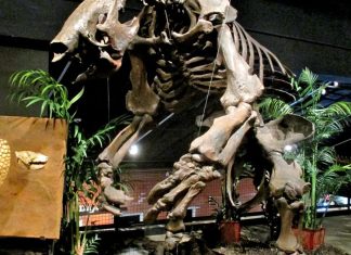 Vânătorii din America de Sud Preferau Carnea de Megafaună 0 (0)