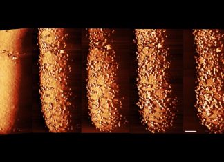 Imagini Impresionante Arată Cum un Antibiotic Distruge Bacteriile în Timp Real 5 (3)