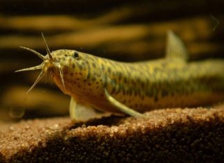 “Respirația prin anus” ar putea deveni un tratament medical revoluționar 5 (4)