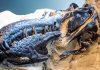 Descoperire Revoluționară: Nanotyrannus, Confirmat ca Specie Nouă, Rescrie Cercetările despre T. rex