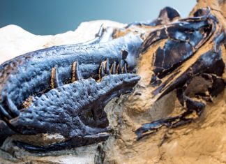 Descoperire Revoluționară: Nanotyrannus, Confirmat ca Specie Nouă, Rescrie Cercetările despre T. rex 5 (1)