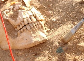 Descoperirile ADN dezvăluie bolile care au decimat armata lui Napoleon 3 (2)