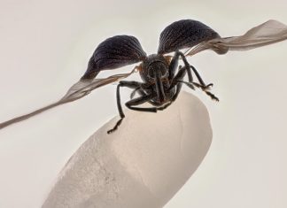 Gorgonzola pe un bob de orez câștigă concursul Nikon Small World 2025 3 (2)