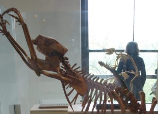 Primii Australieni: Colecționari de Fosile, nu Vânători de Megafaună 5 (1)