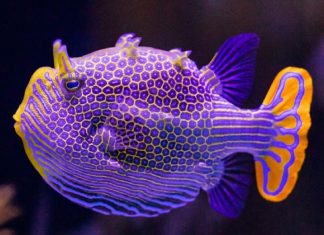 Cum Imperfecțiunile Contribuie la Formarea Modelelor Turing în Natura 0 (0)