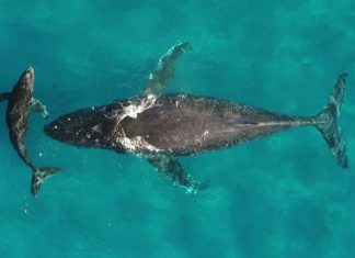 Schimbările Climatice Perturbă Migrațiile Balenelor și Delfinilor 0 (0)