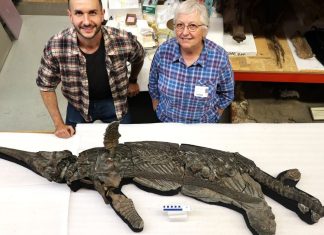 Descoperirea unei noi specii de “dragon cu sabie” din Jurasic ar putea elucida un mister evolutiv 4.5 (2)