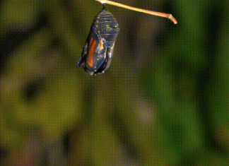 Cum a evoluat metamorfoza? Misterul transformărilor insectelor dezvăluit 0 (0)