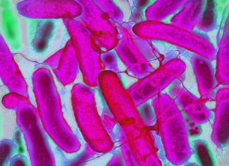 Culoare și sustenabilitate: Oamenii de știință folosesc E. coli pentru a crea țesături colorate în laborator 0 (0)