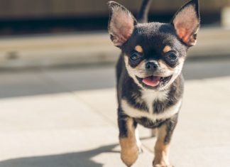 Descoperire Surprinzătoare: Majoritatea Câinilor Moderni Au ADN de Lup din Perioade Recent Încrucișate 0 (0)