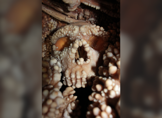 Misterul Nasului Neanderthalienilor: Descoperiri Noi Contrazic Teoriile Vechi 5 (1)