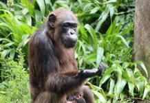 Evoluția raționalității: Cum procesează cimpanzeii dovezi contradictorii