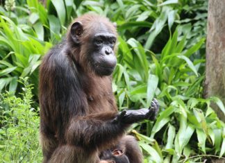 Evoluția raționalității: Cum procesează cimpanzeii dovezi contradictorii 4.2 (5)