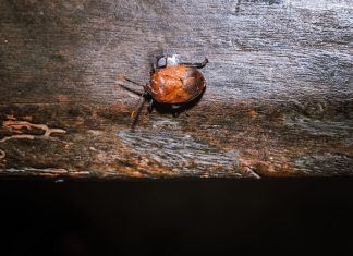 Grădini Fungice Mobile pe Picioarele Gândacilor Mirositori 1 (1)