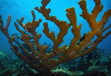 Corali în retragere: Supraviețuirea în adâncuri în fața schimbărilor climatice