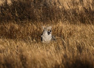 Impactul Carnivorelor Reintroduse în Ecosisteme: Studii Noi din Parcul Național Yellowstone 4.5 (4)