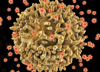 Spre remisiunea durabilă a HIV: Progrese promițătoare în cercetarea anticorpilor inginerizați 5 (3)