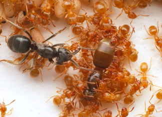 “Un complot regal în lumea furnicilor: Cum reginele parazite preiau tronul prin decepție” 1 (1)