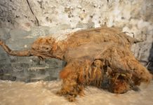 Descoperire Ştiinţifică Revoluţionară: ADN-ul unui Mamut Lânos din Epoca de Gheață Ne Dezvăluie Secretele Trecutului