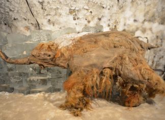 Descoperire Ştiinţifică Revoluţionară: ADN-ul unui Mamut Lânos din Epoca de Gheață Ne Dezvăluie Secretele Trecutului 0 (0)