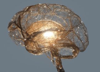 Evoluția vieții pe Pământ a condus ‘aproape predictibil’ la inteligența umană, afirmă un neurolog 2.3 (3)