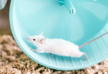 Beneficiile exercițiilor fizice pentru creier pot fi transferate prin sânge, arată un studiu pe șoareci