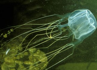 Pot gândi animalele fără creier? Misterul comportamentului sofisticat al meduzelor și anemonelor 1 (1)