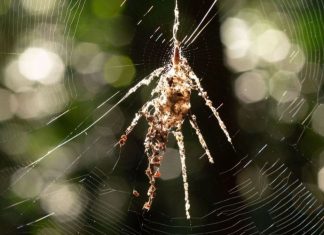 Descoperire Fascinantă: Păianjenii Miniaturali Care Construiesc Decoys Gigant în Formă de Arachnide 0 (0)