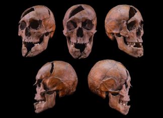 Misterul Asasinatului Ducelui Béla: Descoperiri Forensice Dezvăluie Un Atac Brutal Coordonat 3.7 (3)