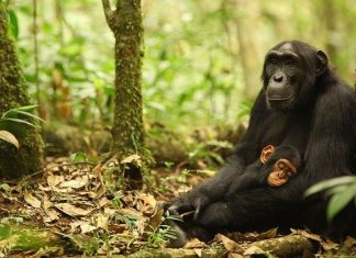 Un război decadal între cimpanzei se încheie cu un baby boom pentru învingători, dezvăluie cercetătorii 3 (2)