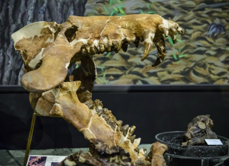 „Porcii infernali” gigantici din America de Nord puteau sfărâma oase precum leii acum 30 de milioane de ani, dezvăluie analiza dentară 1 (1)