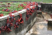 Google dezvoltă un centru AI secret pe Insula Crăciunului, teritoriul strategic invadat de crabi