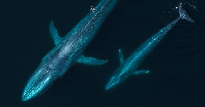 drones-whales-1600x600-1-1152x600
