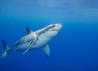 Cum sunt păcălite animalele de iluziile optice? 3 (2)