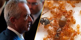 Noutăți științifice săptămânale: Criza la CDC, NASA dezvăluie imagini spectaculoase ale cometei 3I/ATLAS, și strategii pentru prevenirea apocalipsei insectelor 3 (2)
