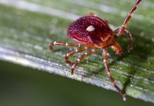 Tragedie în New Jersey: Moarte cauzată de o alergie la carne declanșată de o mușcătură de căpușă