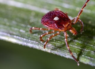 Tragedie în New Jersey: Moarte cauzată de o alergie la carne declanșată de o mușcătură de căpușă 5 (2)