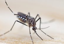 “Necroimprimarea” revoluționează tehnologia 3D: Duza creată din trompa unui țânțar