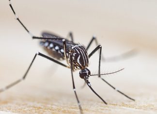 “Necroimprimarea” revoluționează tehnologia 3D: Duza creată din trompa unui țânțar 0 (0)