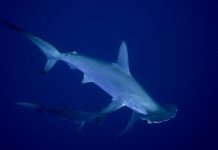 Rechini și raze primește protecții semnificative în lupta împotriva comerțului internațional