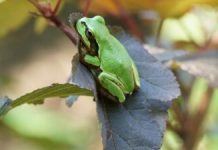 Microb Descoperit în Broaște Distruge Complet Cancerul de Colon