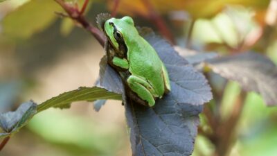 Japanese-tree-frog-400x225