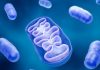 Scăparea RNA Mitochondrial Accelerază Senescența Celulară