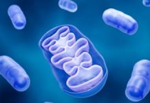 Scăparea RNA Mitochondrial Accelerază Senescența Celulară