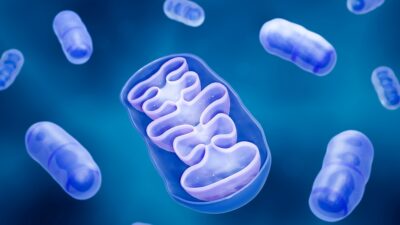 Mitochondria-folds-400x225