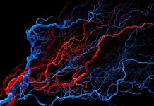 Tehnologie Inovatoare Permite Detectarea Timpurie a Bolilor Cardiace Prin Analiza Capilarelor